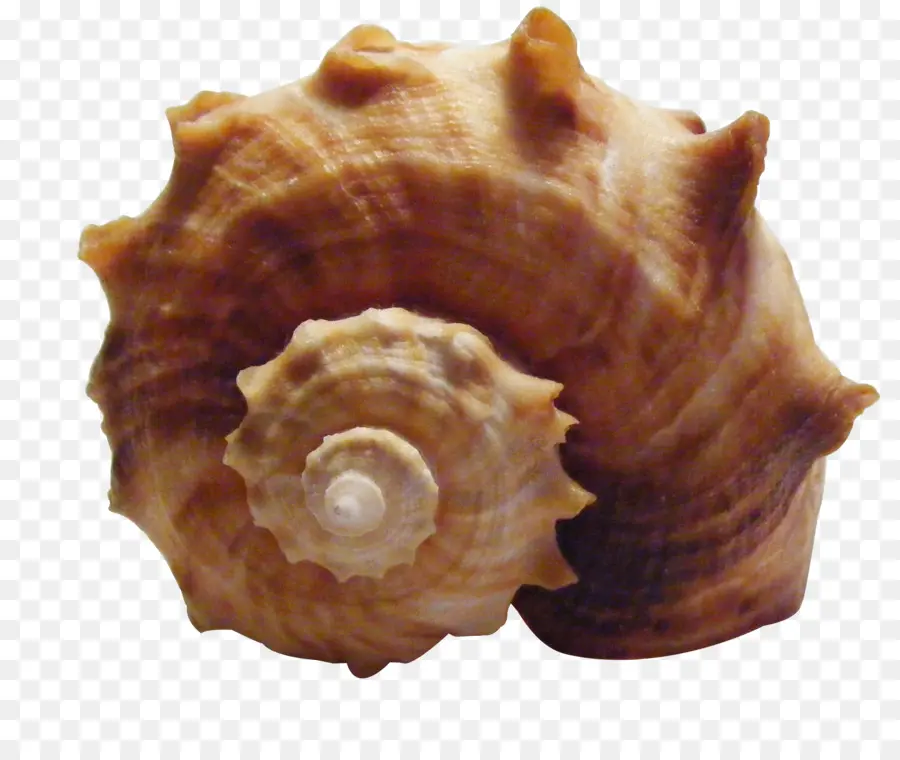 Seashell，Shankha PNG