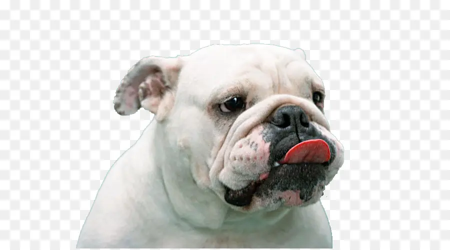 Bulldog，Bulldog Francês PNG