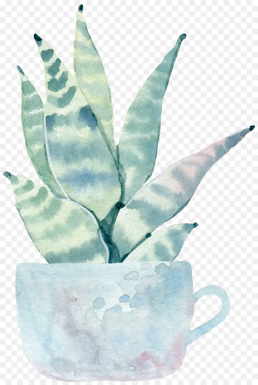 Saguaro，Cactaceae PNG