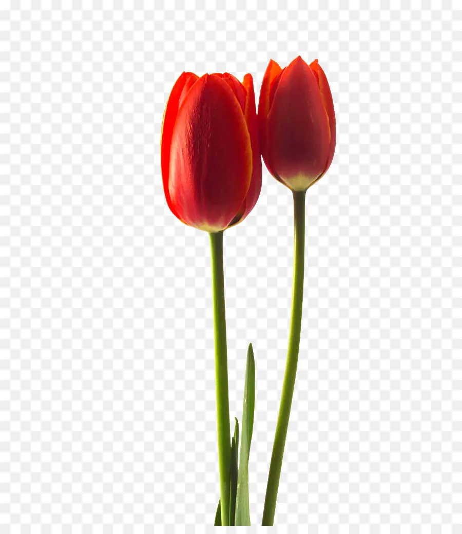 Tulipa Ontem，Flor PNG