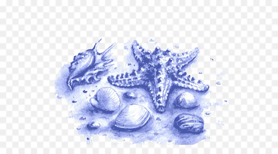 Conchas E Estrelas Do Mar，Conchas PNG