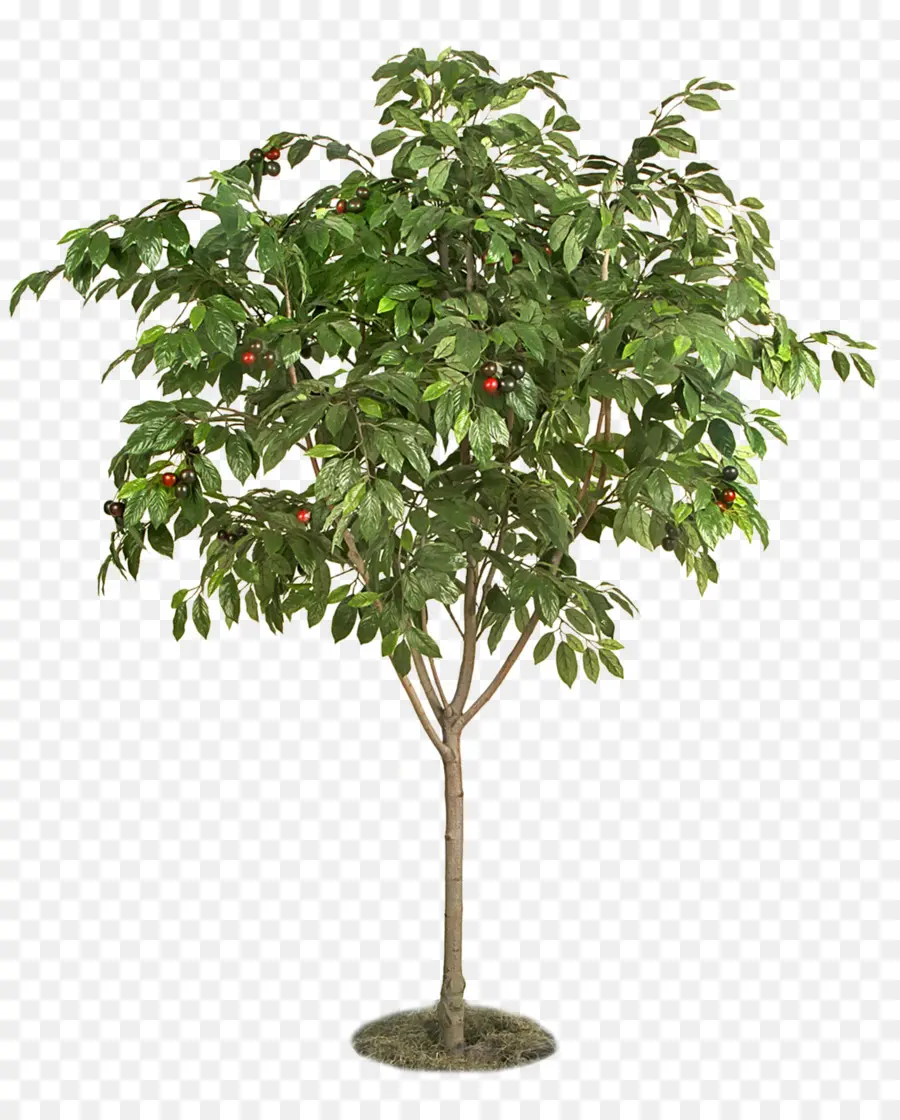 Berry，árvore PNG