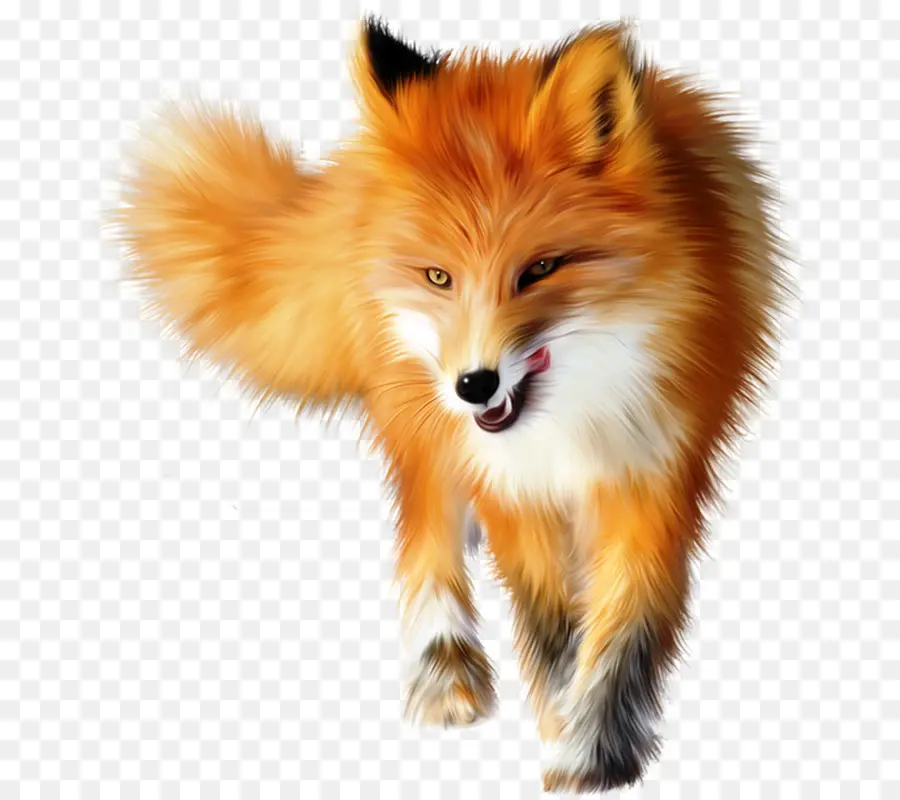Fox，Raposa Do ártico PNG