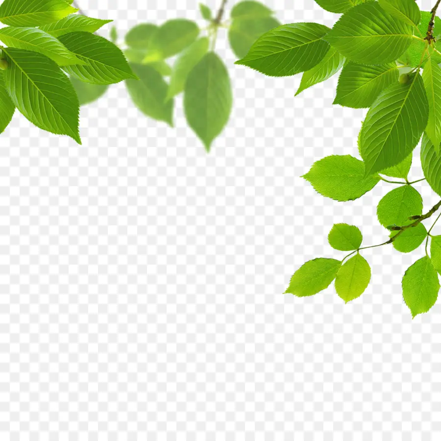 Folhas Verdes，Filial PNG