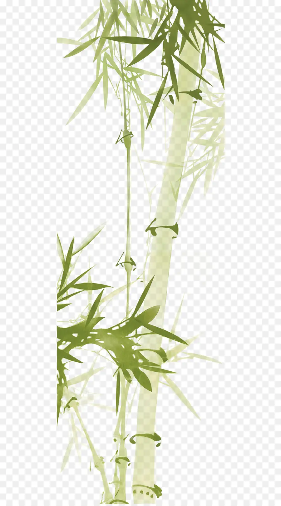 Bambu，Talo PNG