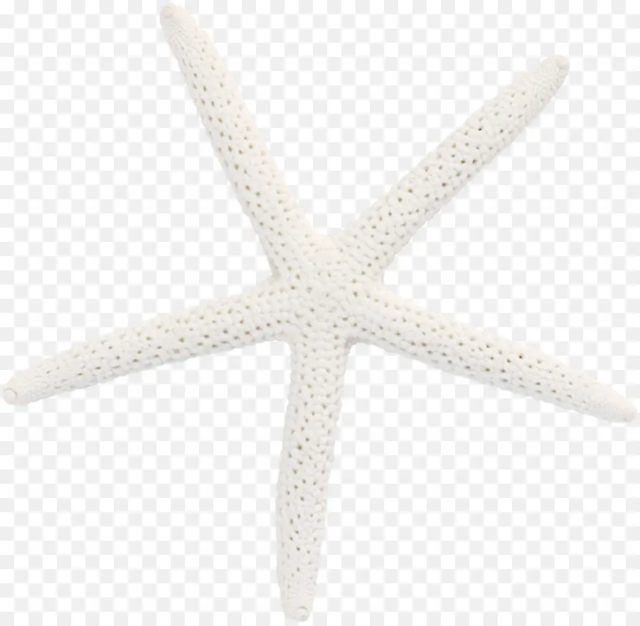 Estrela Do Mar，Invertebrados Marinhos PNG