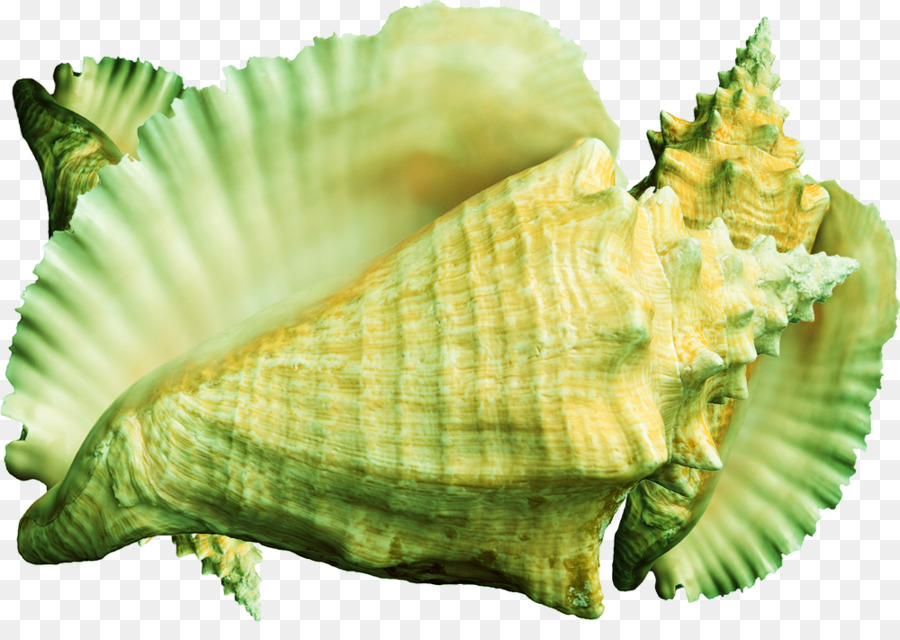 Concha，Oceano PNG