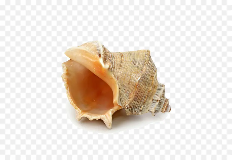 Seashell，Estrela Do Mar PNG