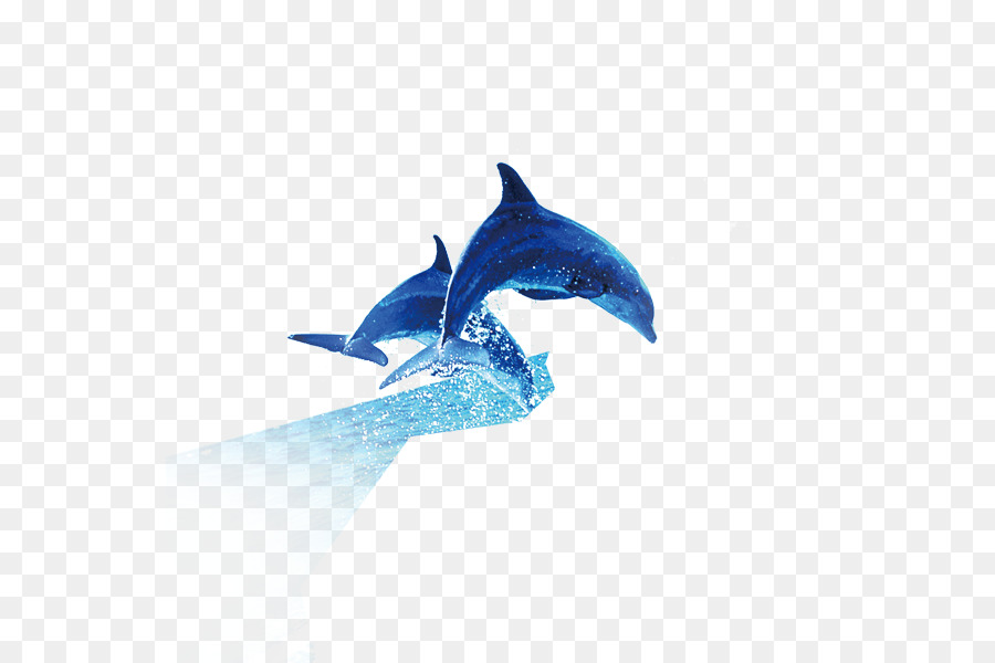 Comum Golfinhos，Os Golfinhos PNG