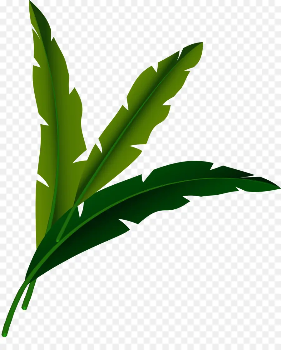 Verde，Google Imagens PNG