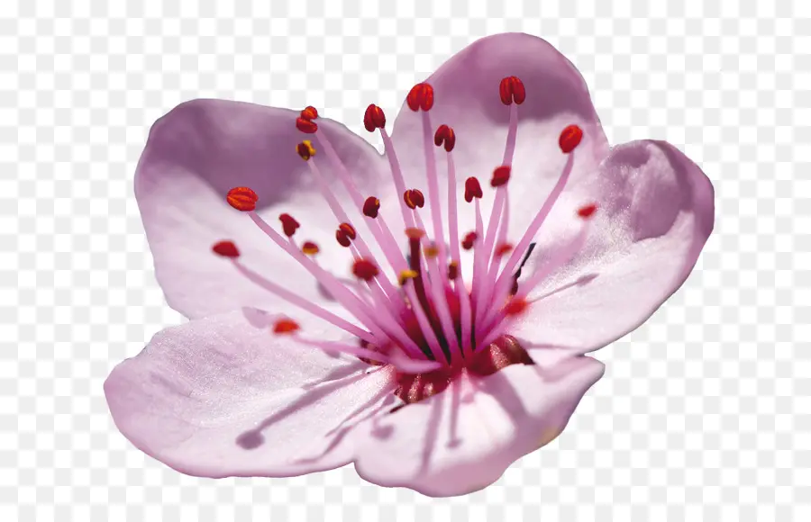 Japão，Flor De Ameixa PNG