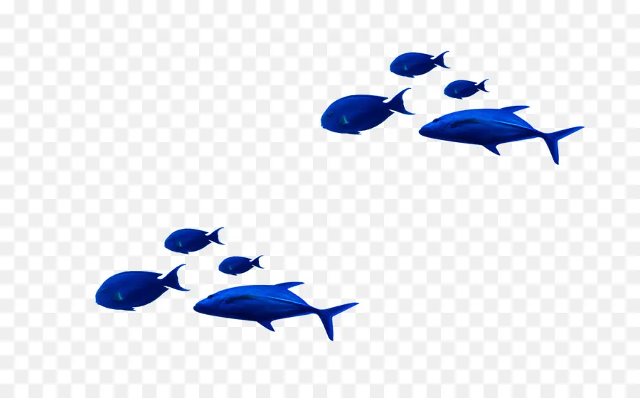 Azul，Peixes Tropicais PNG