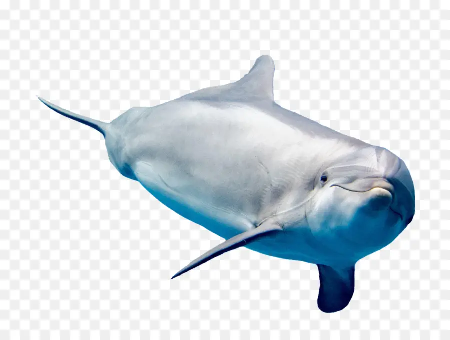 Golfinho Comum，Whitebeaked Dolphin PNG