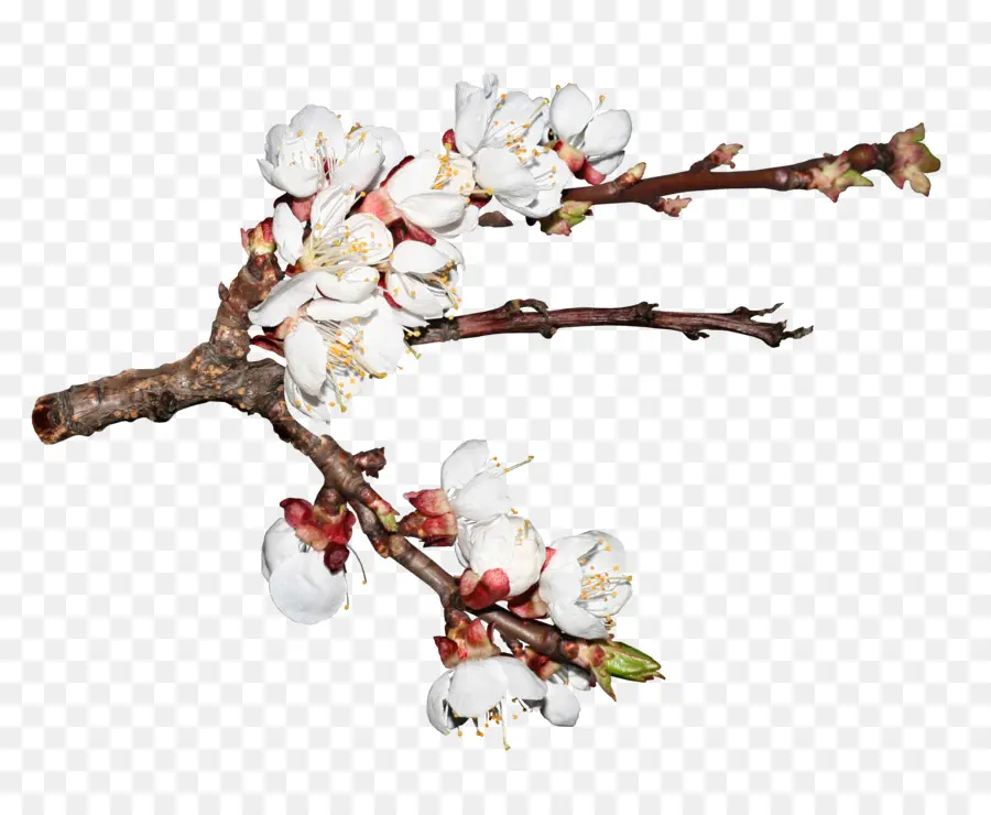 Flores Brancas，Filial PNG