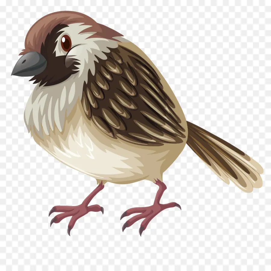 Aves，Pardal PNG