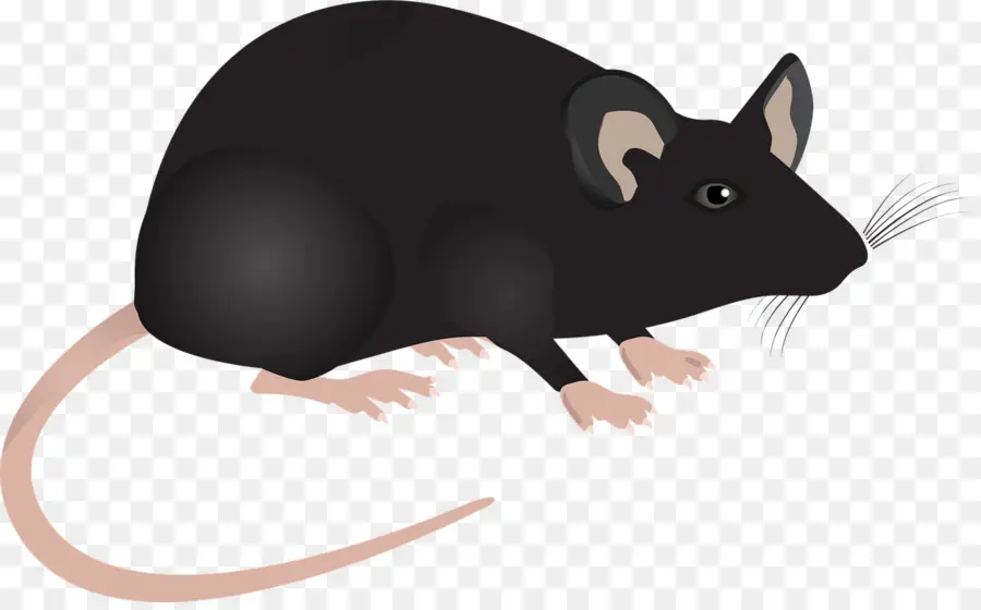 Mouse，Mouse De Computador PNG