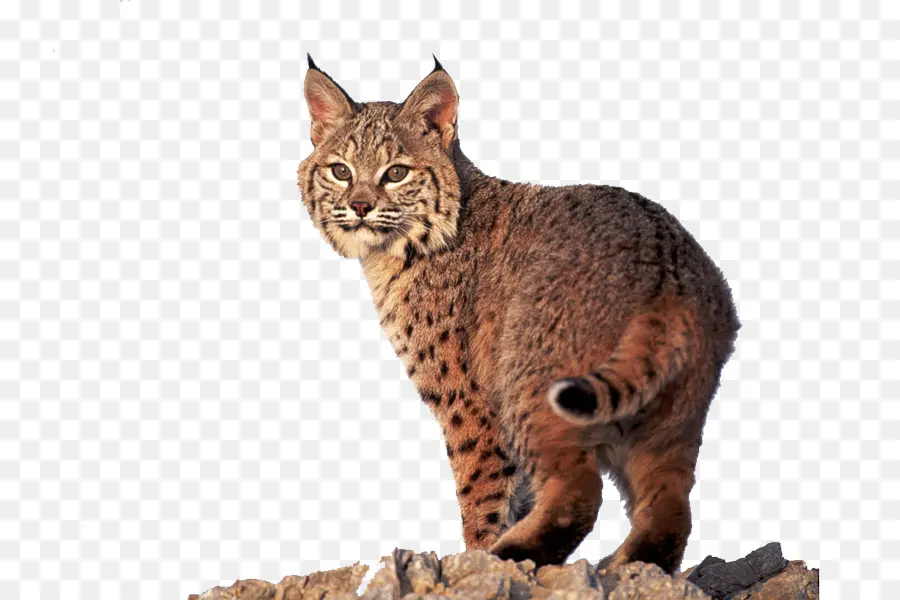 Lince，Selvagem PNG