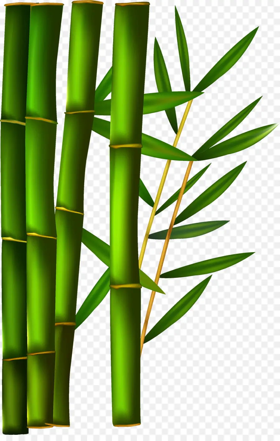 Bambu Verde，Folhas PNG