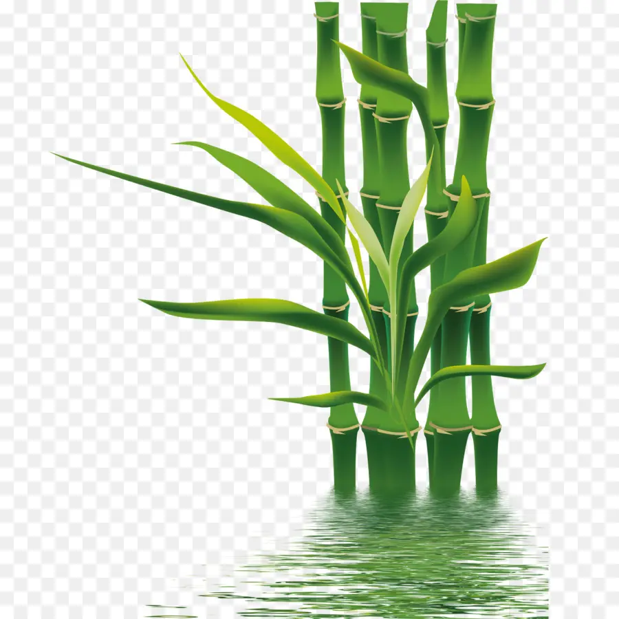 Bambu，Ifwe PNG