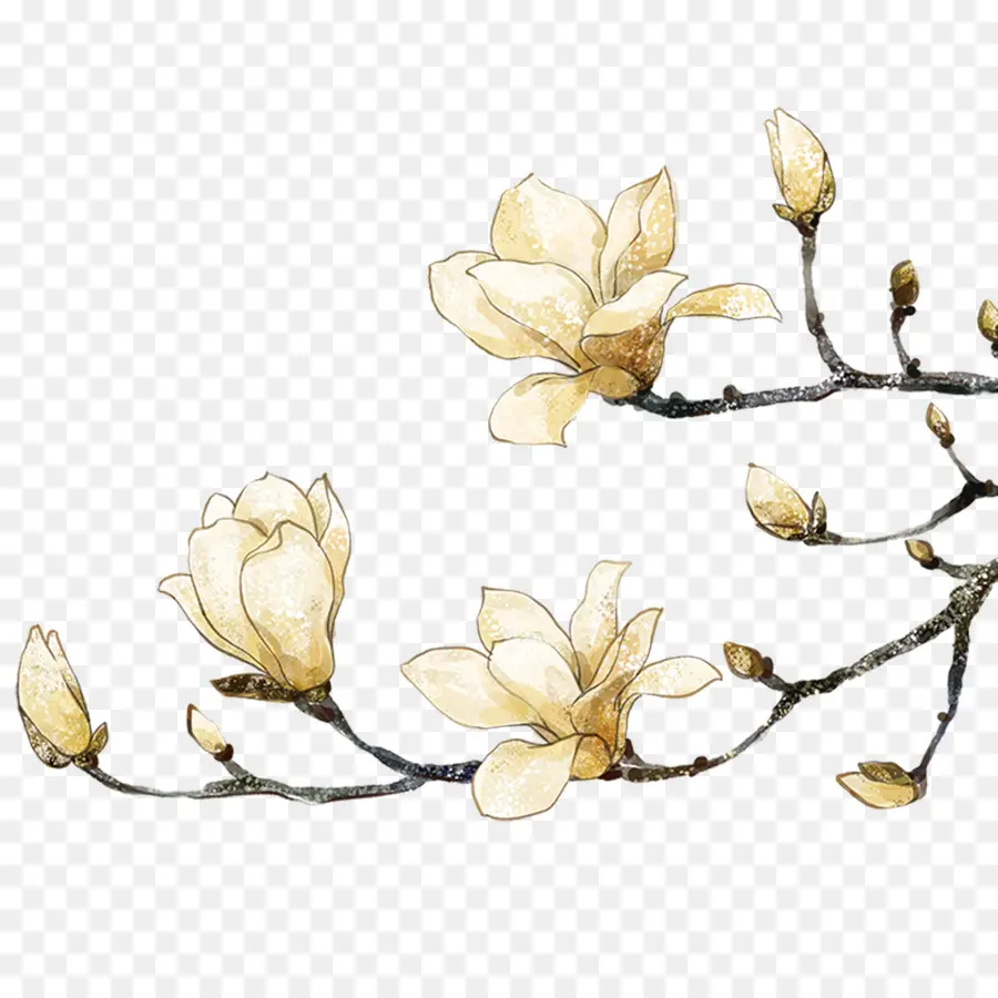 Sul Magnolia，Pintura PNG