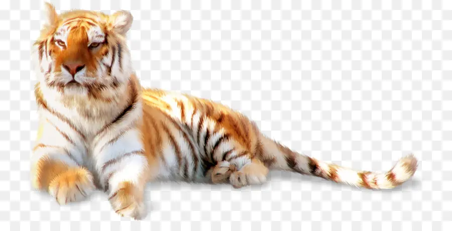 Tigre Branco，Gato Grande PNG