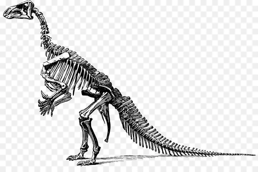 Tiranossauro，Triceratops PNG