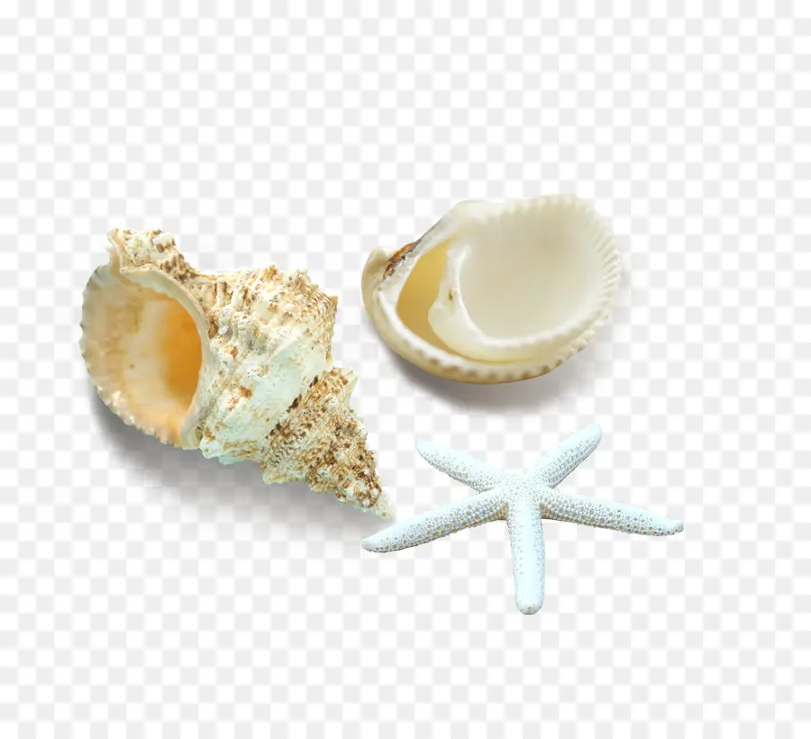 Seashell，Estrela Do Mar PNG