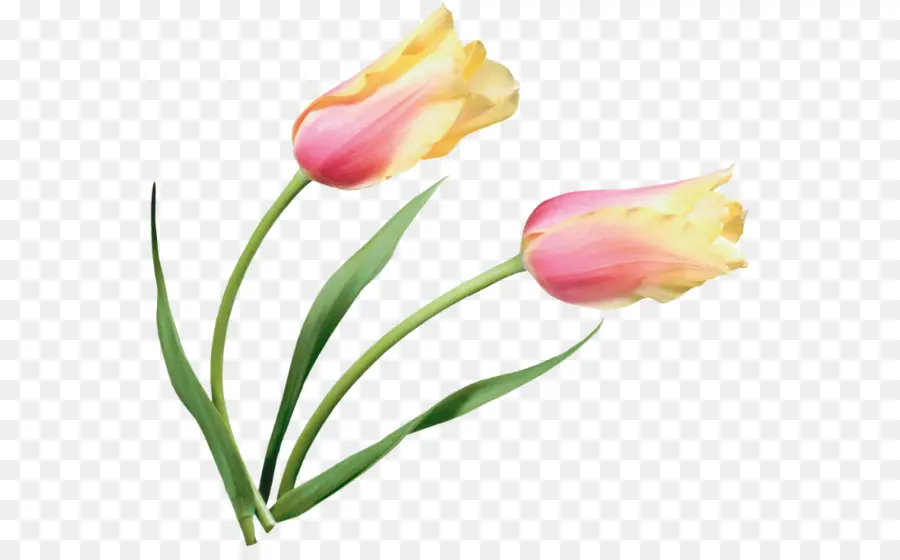 Tulip，Flor PNG