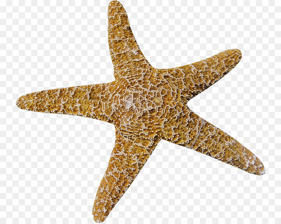 Estrela Do Mar，Cartoon PNG