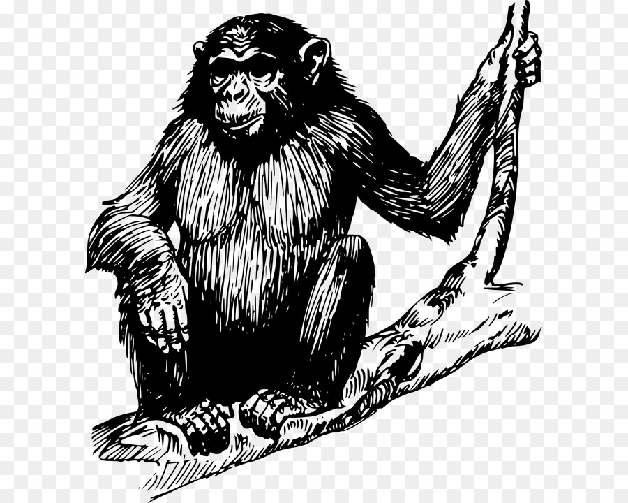 Ape，Gorila PNG