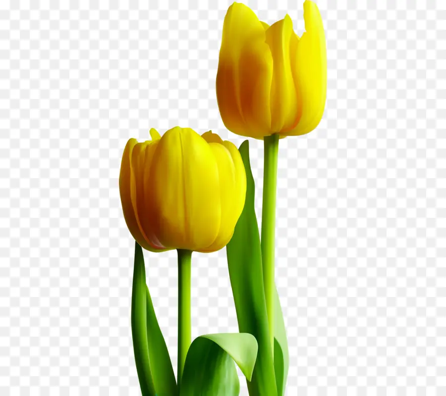 Tulip，Amarelo PNG