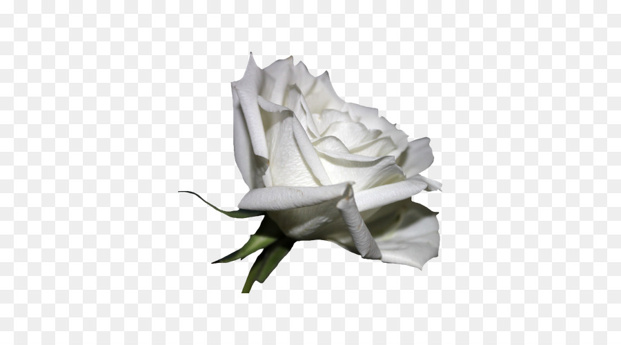 Rosa Branca，Florescer PNG