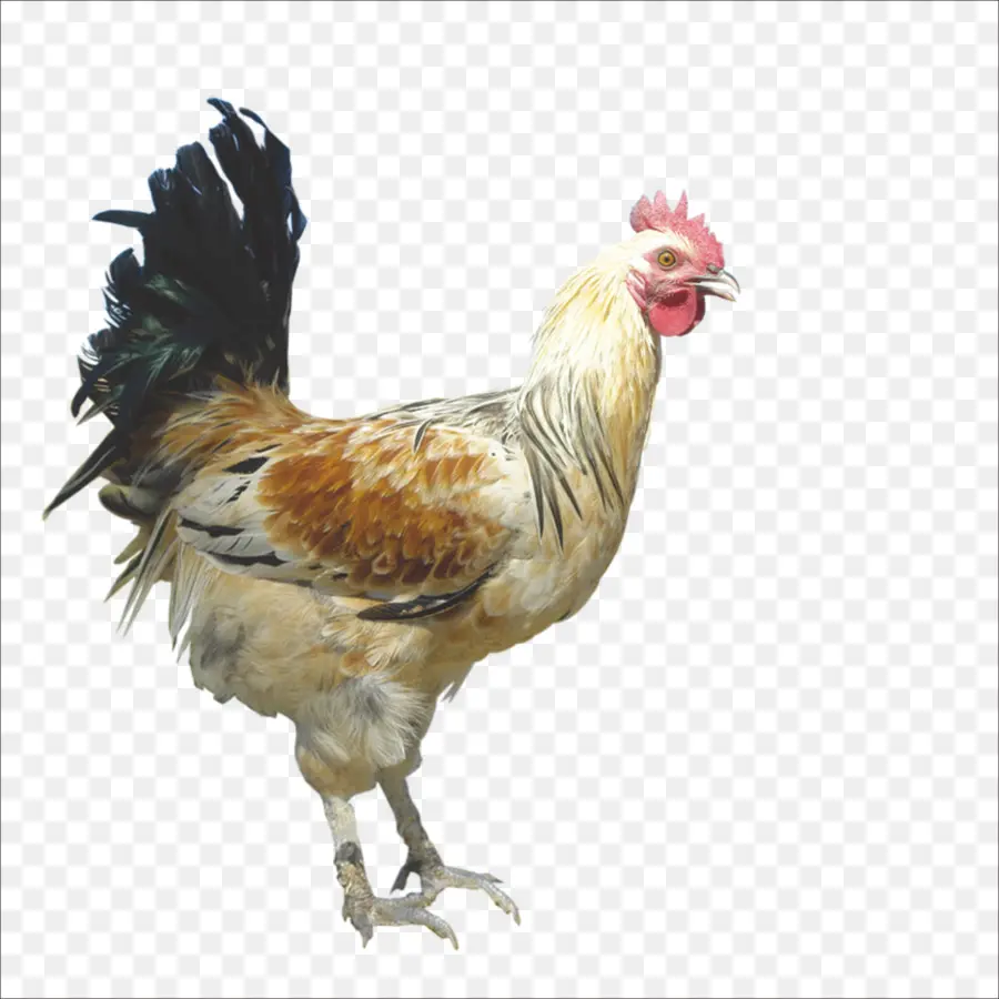 Frango，Pássaro PNG