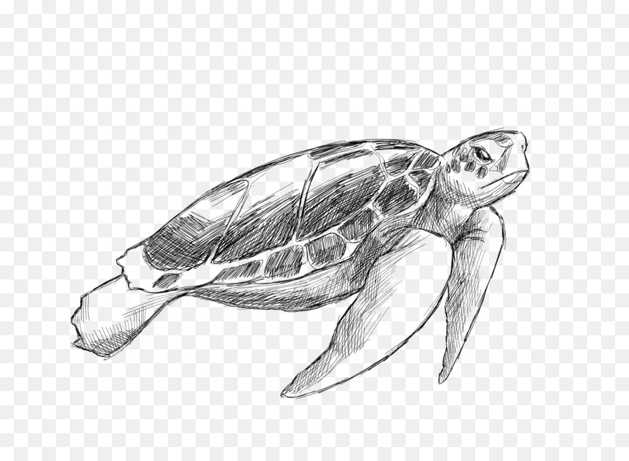 Tartaruga Marinha，Desenho PNG