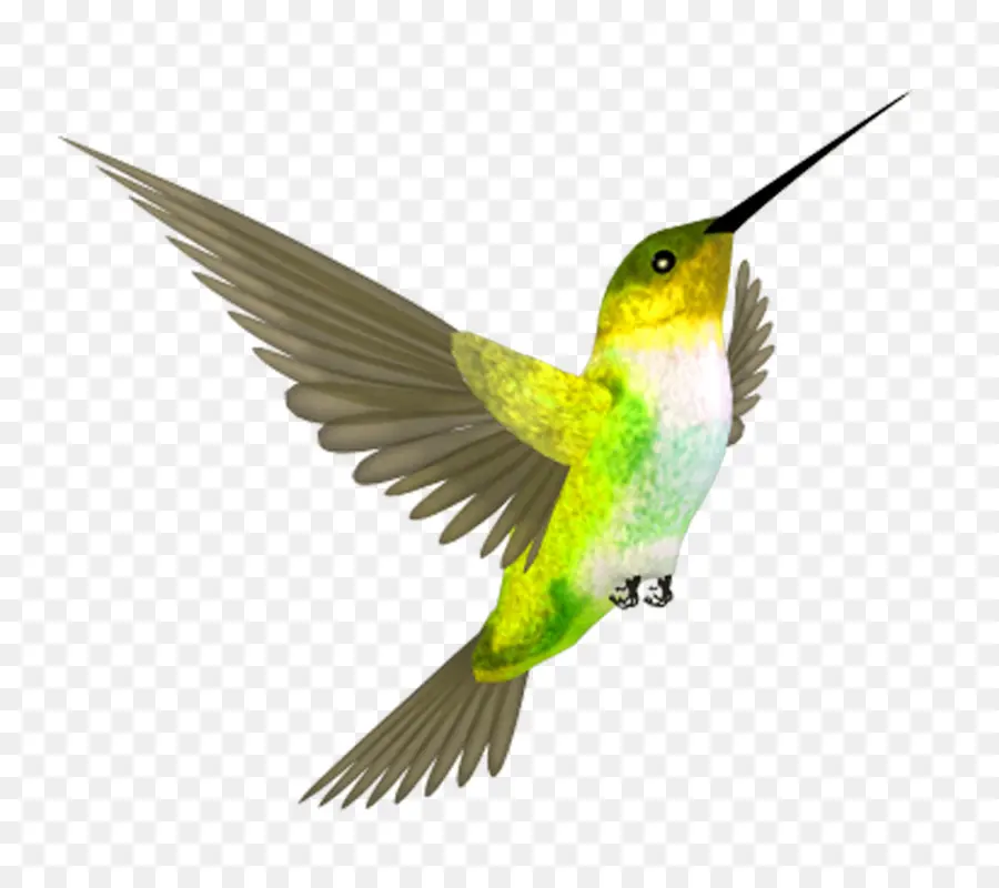 Beija Flor，Aves PNG