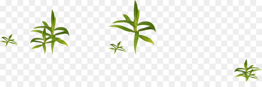 Plantas Verdes，Folhas PNG