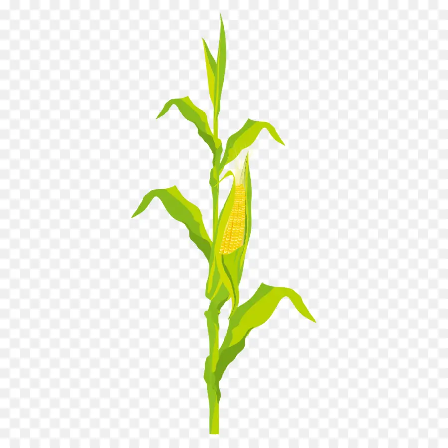 Planta De Milho，Milho PNG