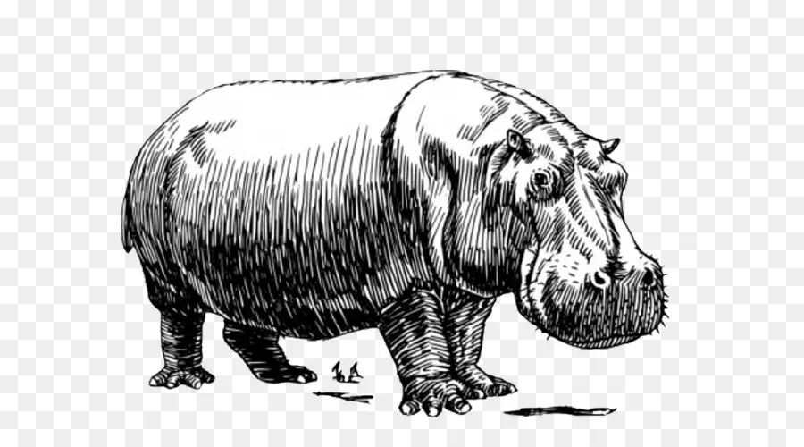 Hipopótamo，Bebê Hipopótamos PNG