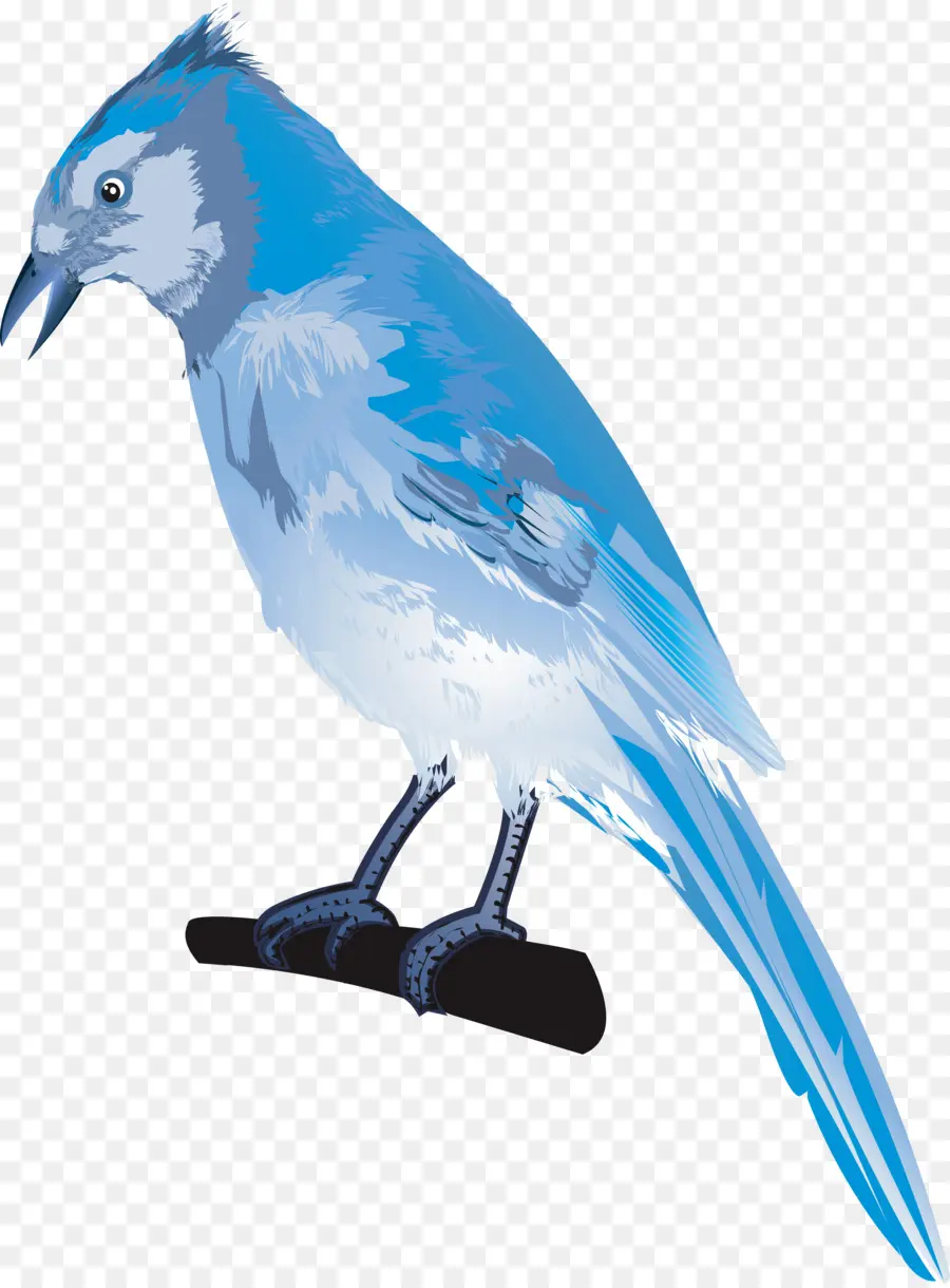 Papagaio，Aves PNG