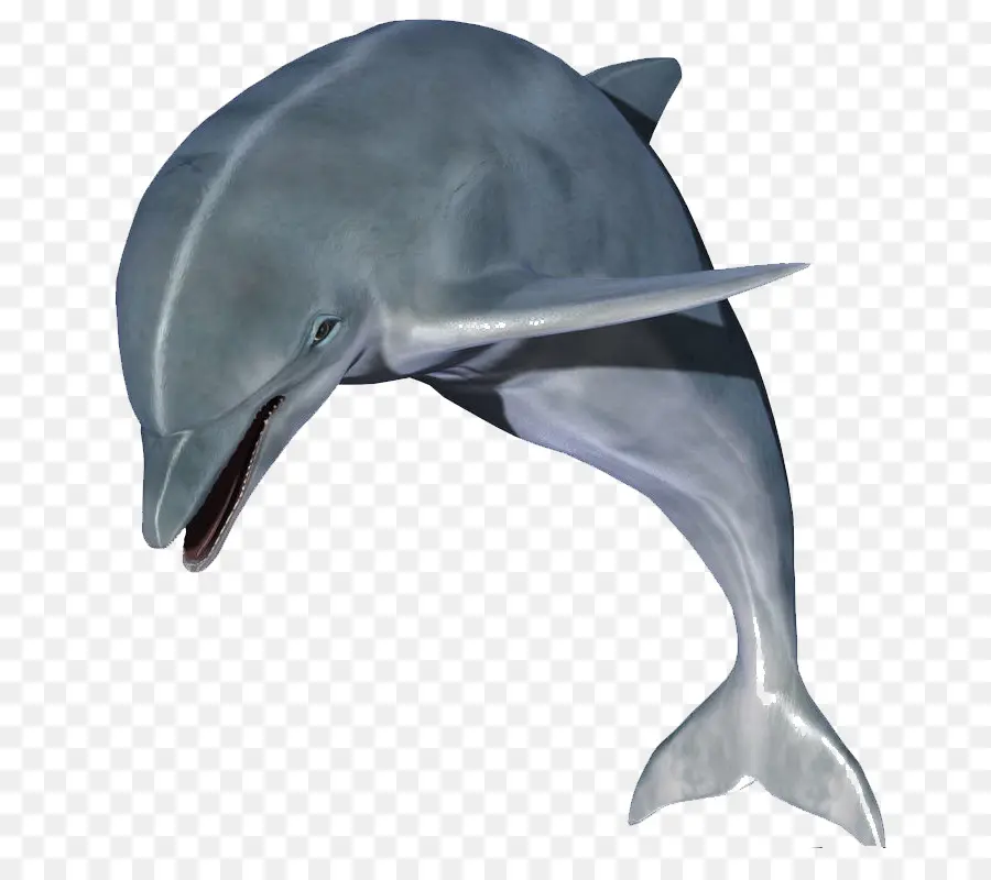 Dolphin，Resolução De Vídeo PNG