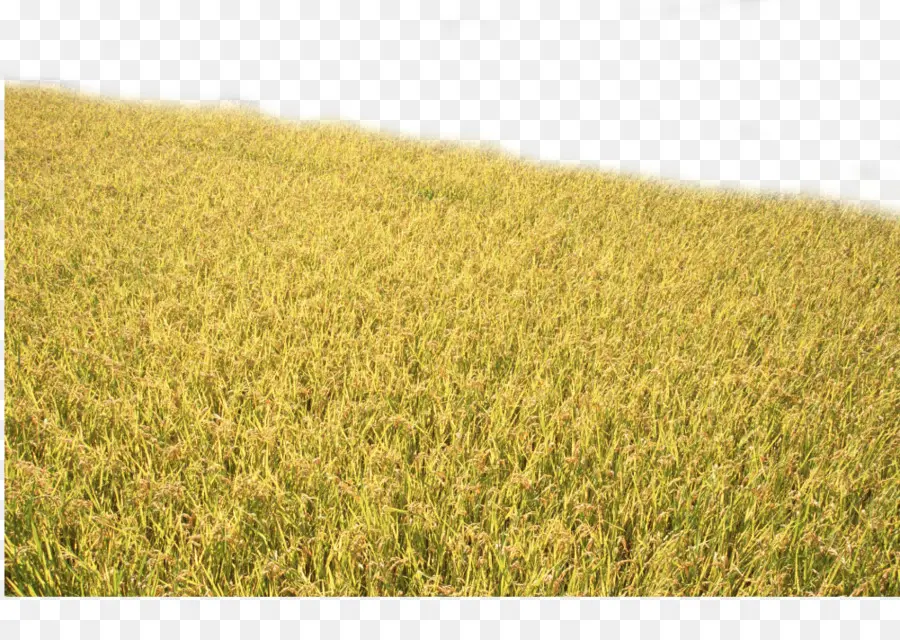 Campo De Arroz，Campo PNG