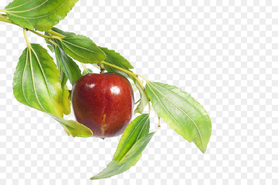 Fruta Jujuba，Filial PNG