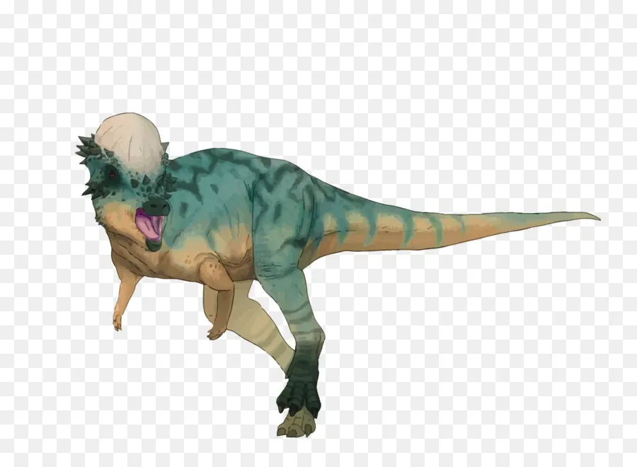 O Paquicefalossauro，Tiranossauro PNG
