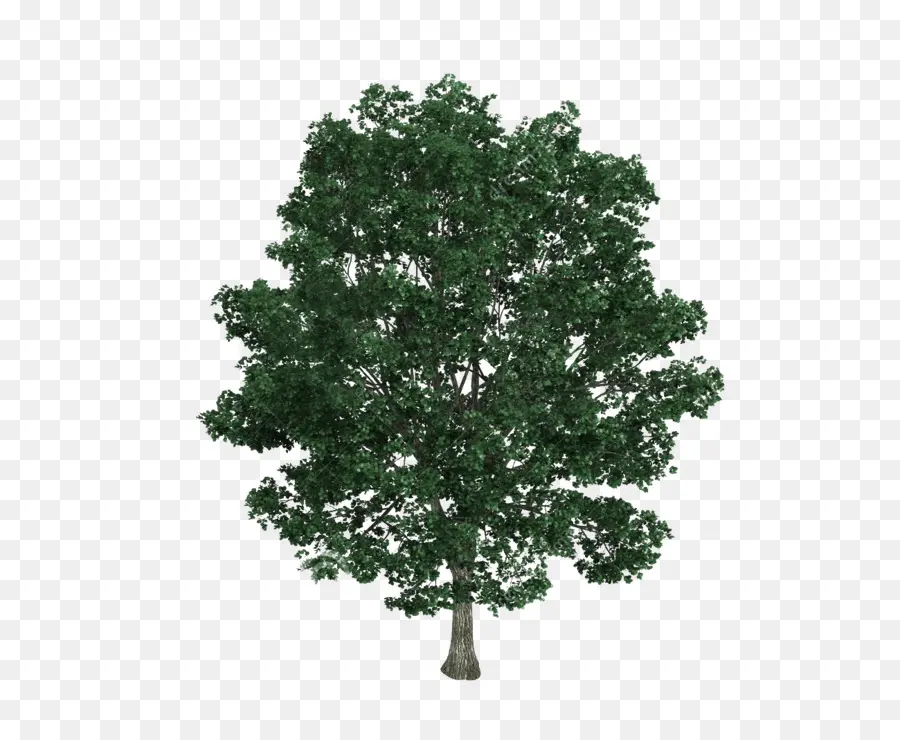 Tilia Platyphyllos，árvore PNG