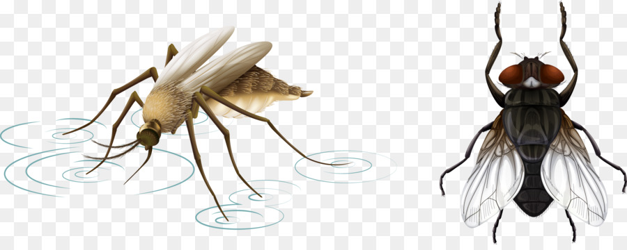 Mosquito E Mosca，Praga PNG