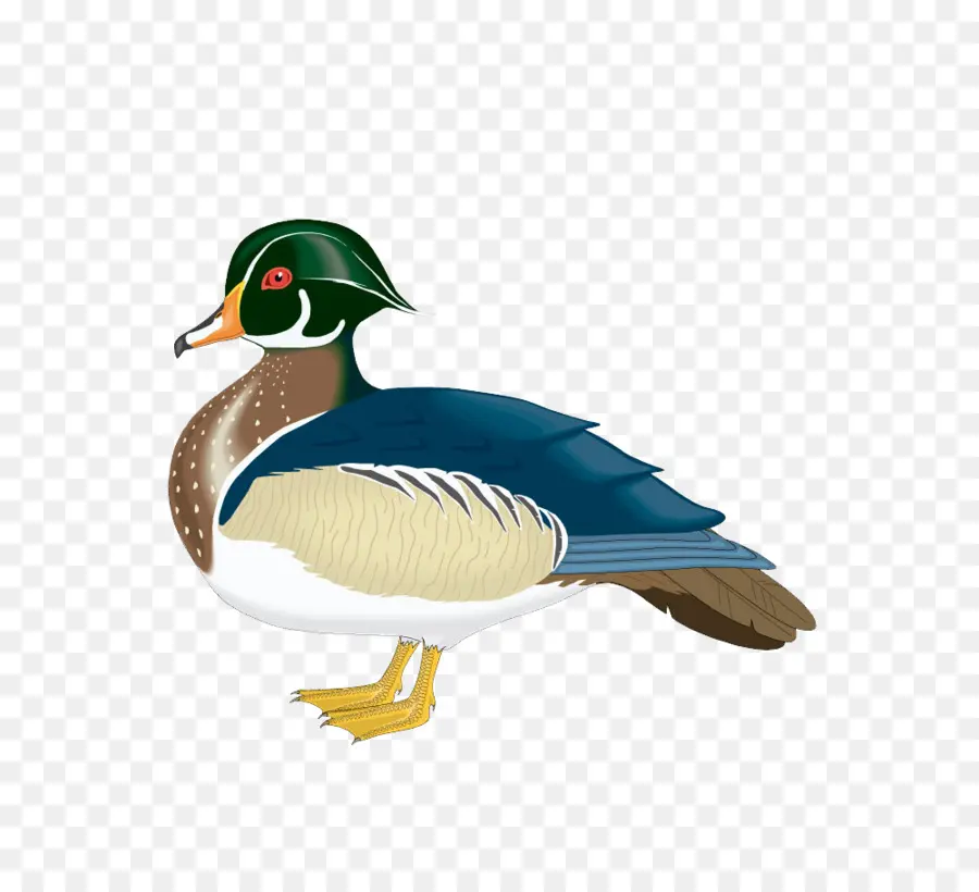 Pato Colorido，Pássaro PNG