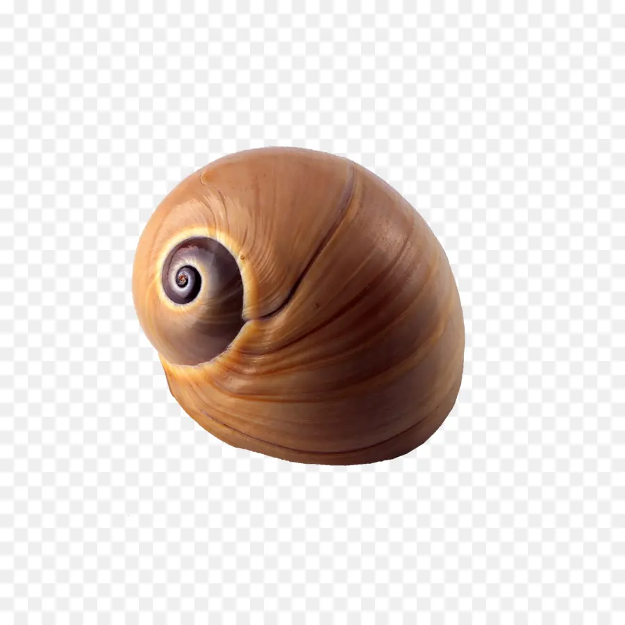 Concha De Caracol，Espiral PNG