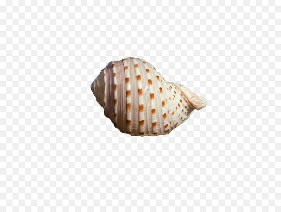 Concha，Oceano PNG