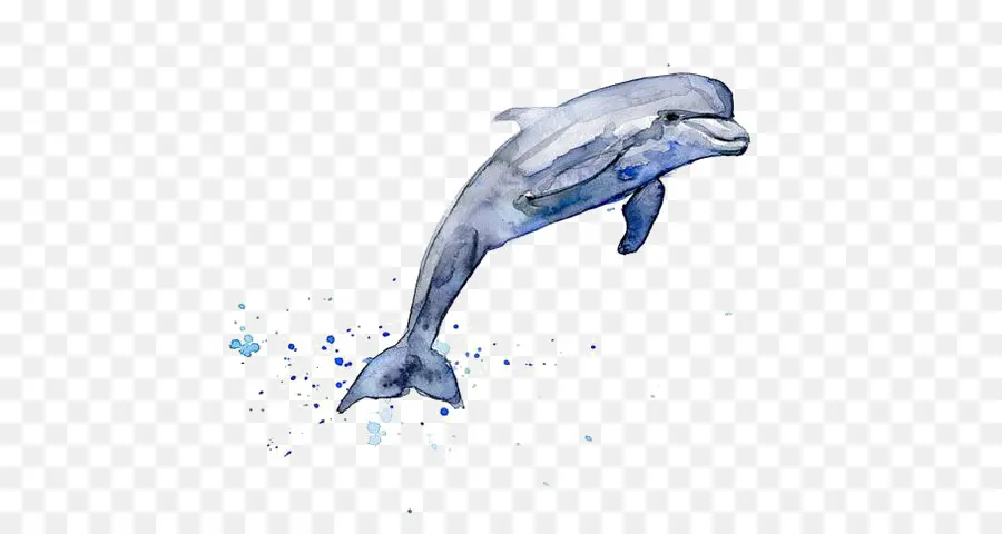 Desenho，Dolphin PNG