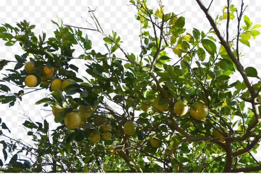 Toranja，Pomelo PNG